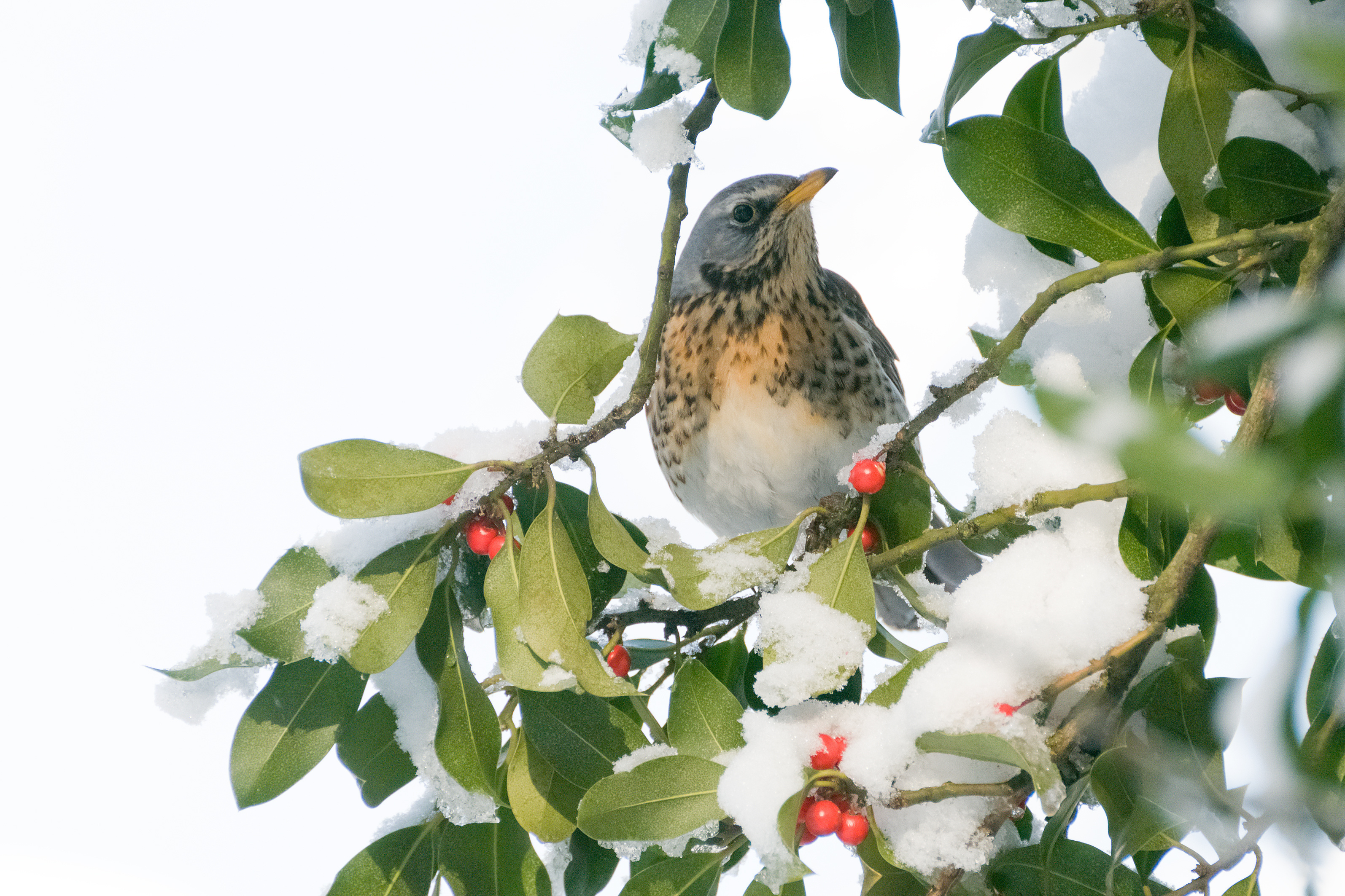 Naturnahe heimische Gehölze liefern zum Winterbeginn Beeren, die von Vögeln gerne verspeist werden.