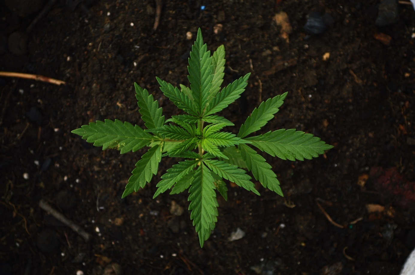 Zwischen Anbau, Konsum und Handel liegen rein rechtlich betrachtet Cannabis-Welten. Zudem variiert die Rechtsprechung von Land zu Land.