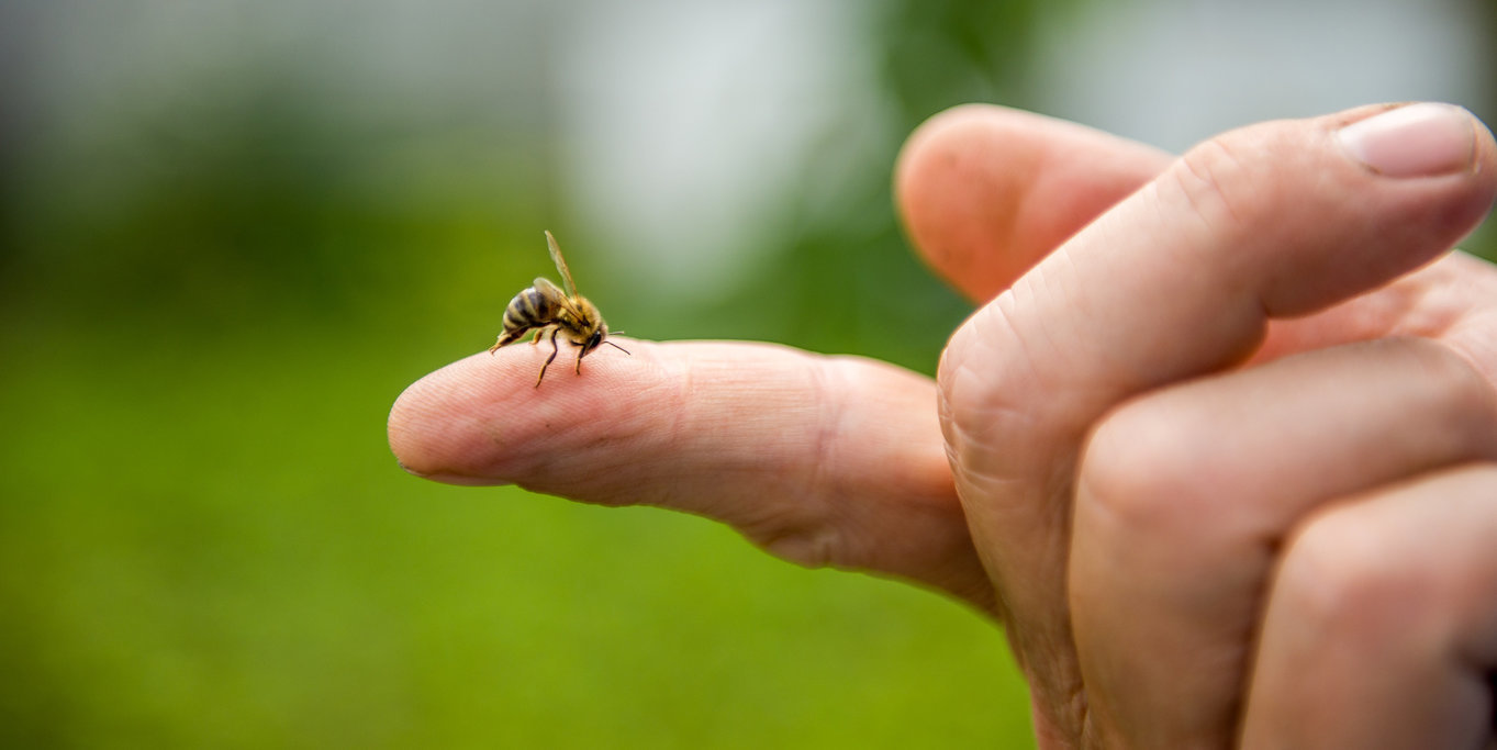 Volksbegehren ,,Artenvielfalt & Naturschönheit in Bayern – Rettet die Bienen“ ab 31. Januar.