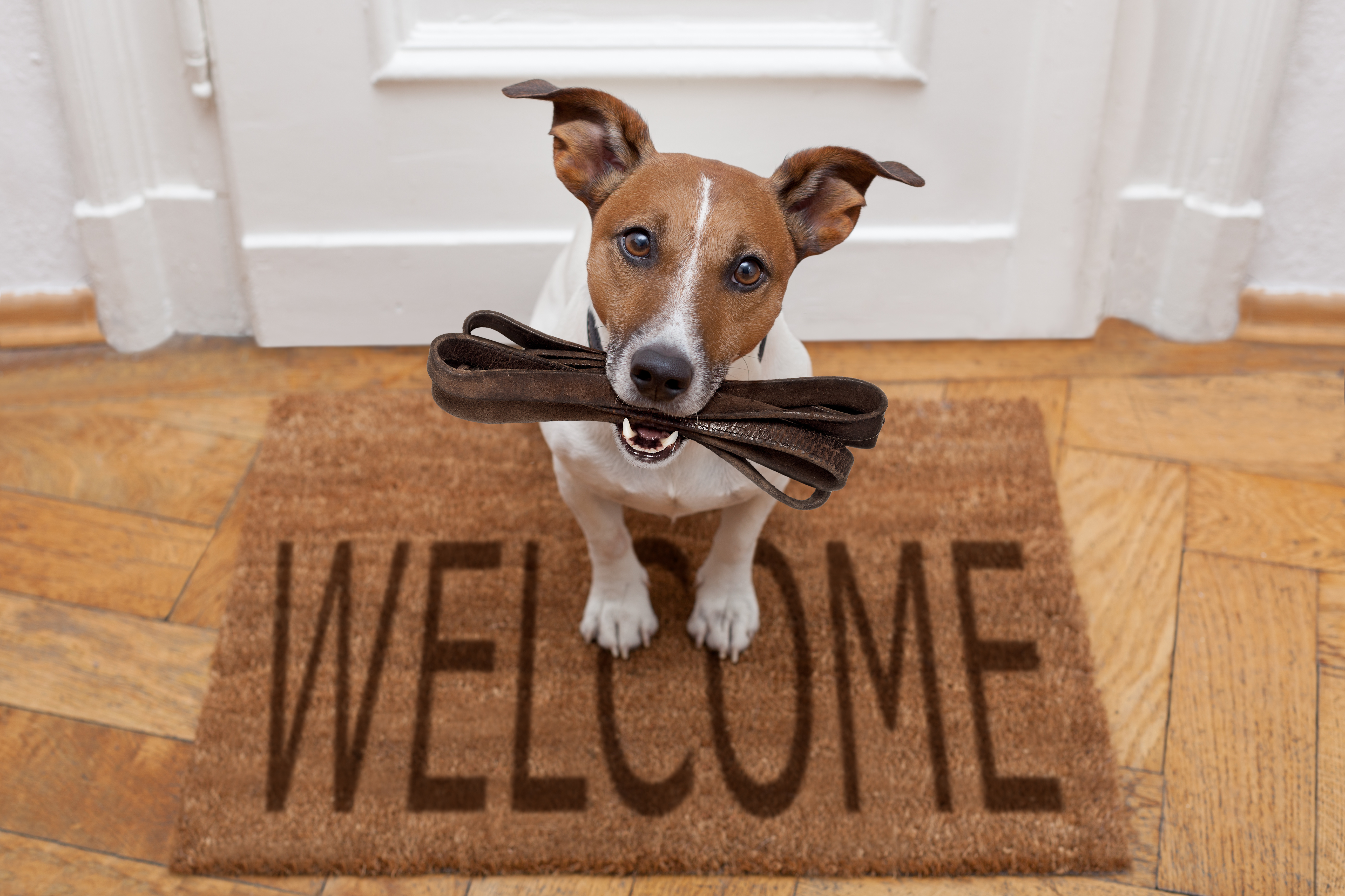 Schluss mit zittern und bibbern im Januar. Die beliebte Rassehundeschau Cacib heißt ab 2019 alle Hundefreunde im Juli willkommen.