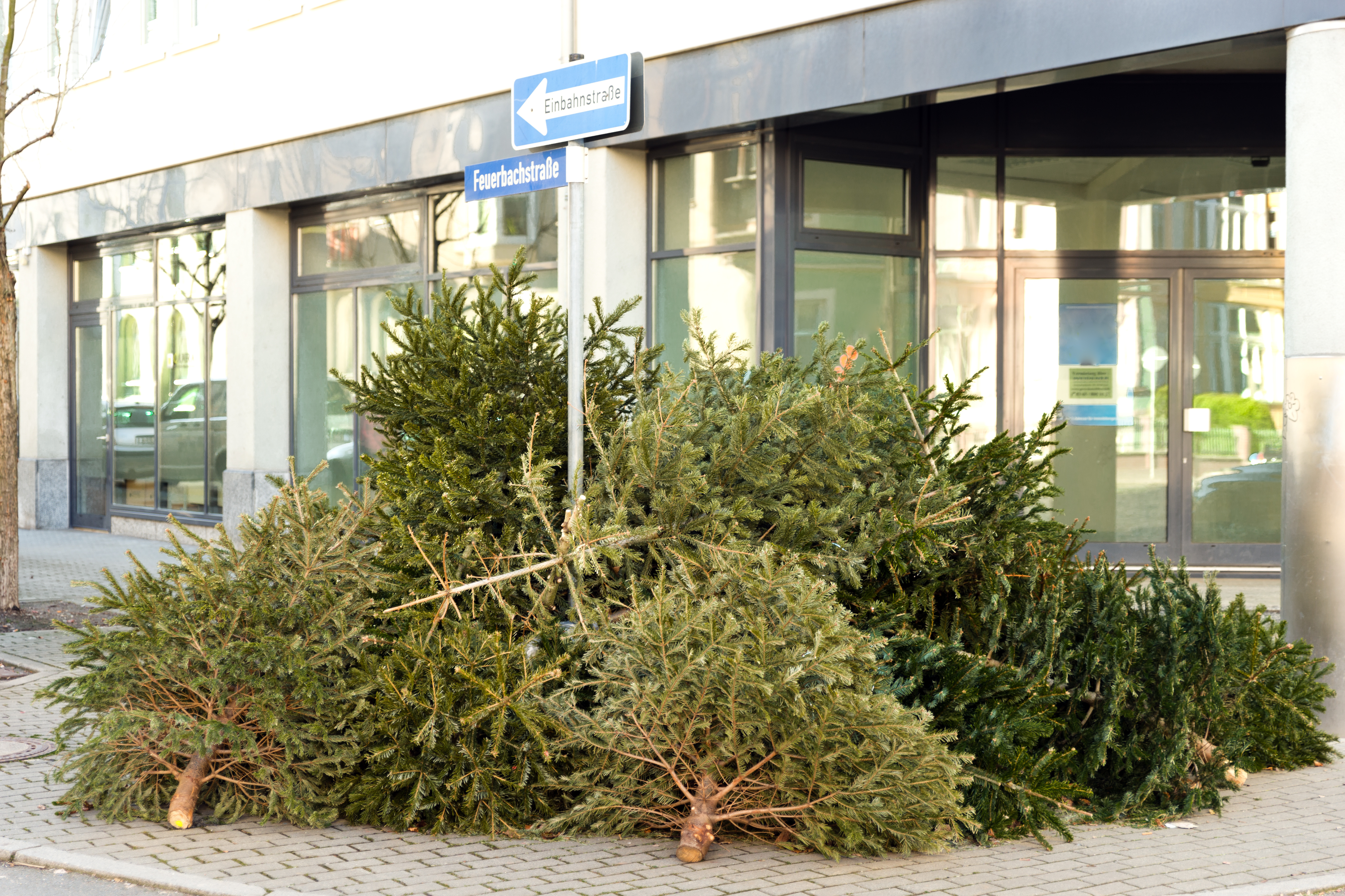 Nicht mehr gebrauchte Weihnachtsbäume dürfen nicht einfach am Straßenrand entsorgt werden, es sei denn, es ist eine konkrete Sammelstelle ausgewiesen.