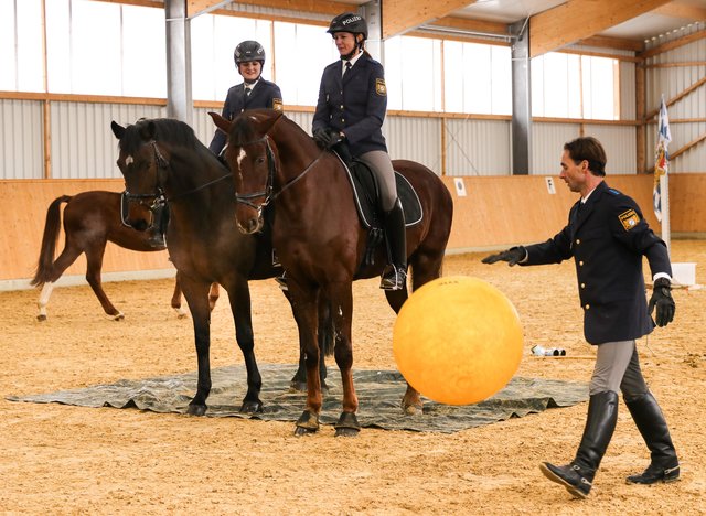 Große Gegenstände in nächster Nähe, wie hier der hüpfende Ball, müssen die Pferde ruhig hinnehmen. | Foto: Nicole Fuchsbauer