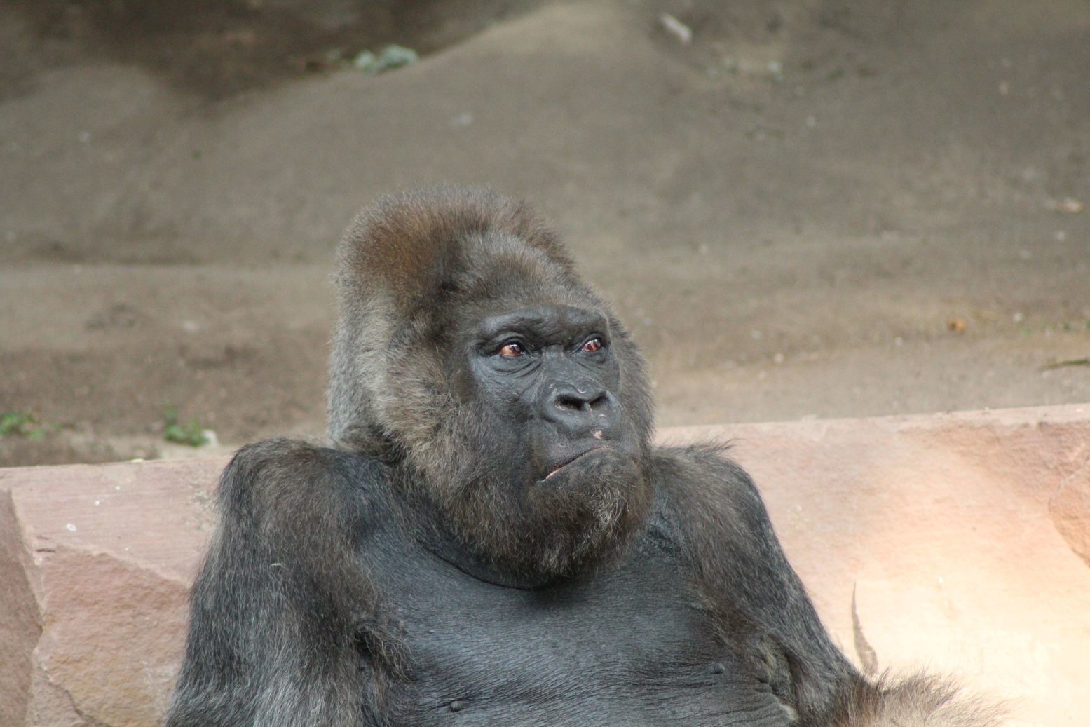 Tiergarten-Star Gorilla Fritz (55) starb im August 2018.