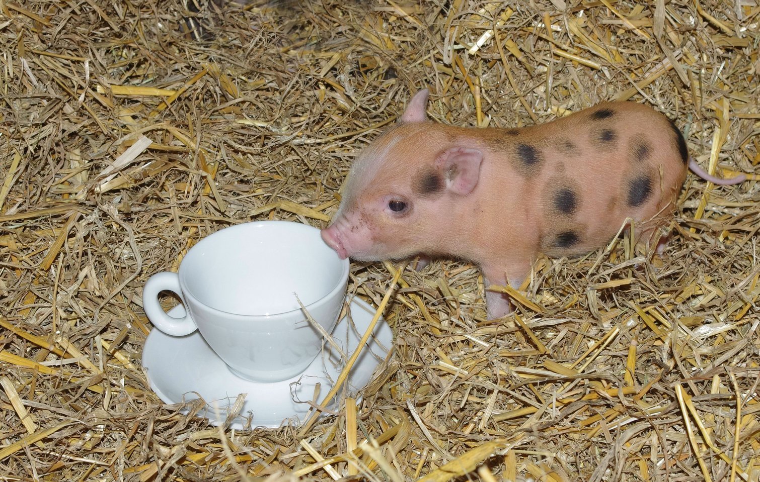 Zum Knutschen: die Teacup Pigs begeisterten im Februar 2018.