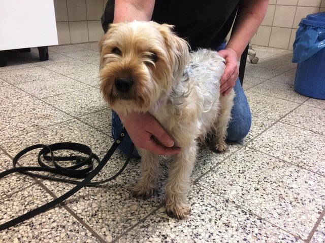 Dringend! Wo sind die Welpen von Hündin Nelly. Infos bitte schnell ans Tierheim Nürnberg. | Foto: Tierheim Nürnberg