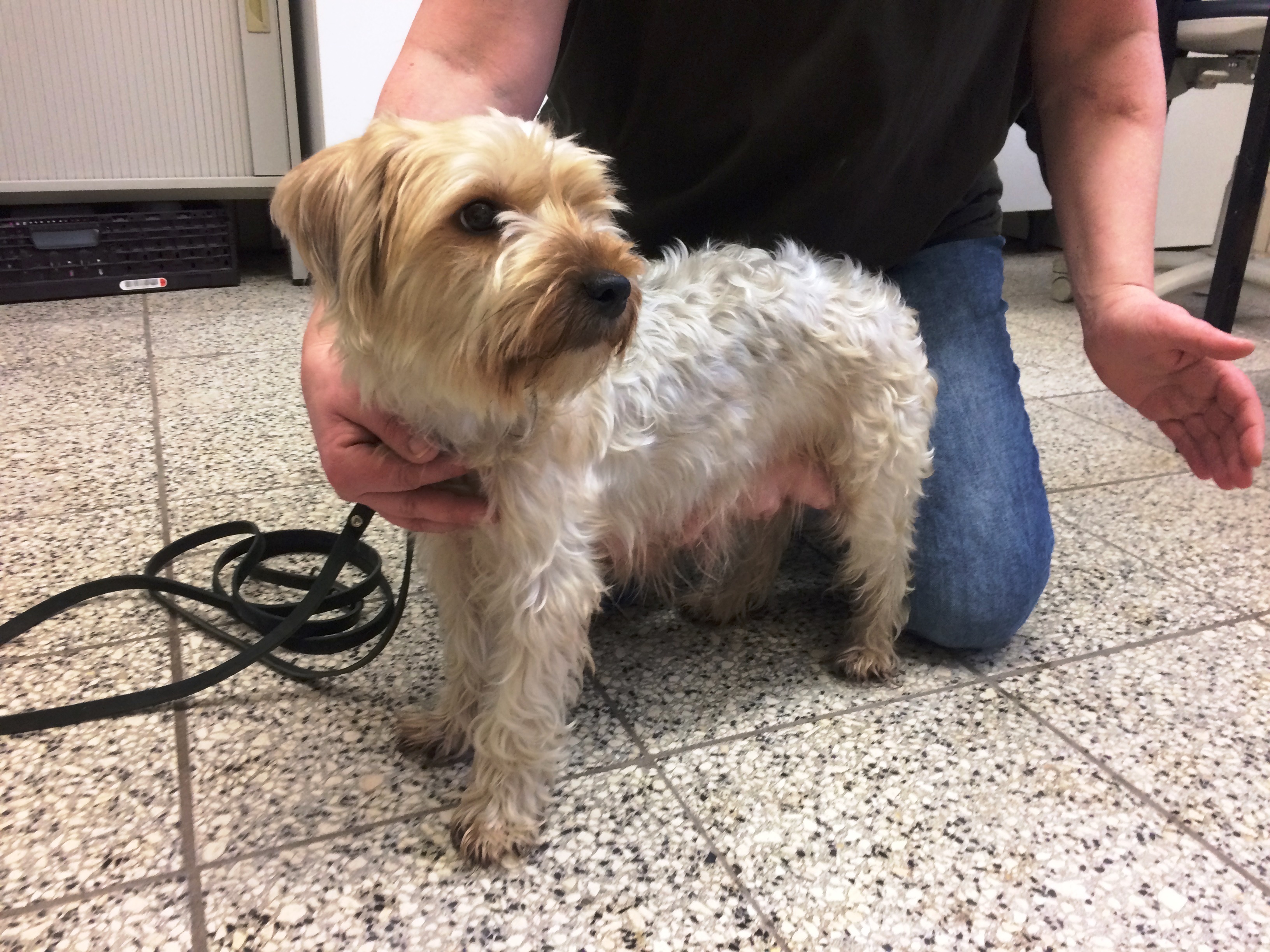 Dringend! Wo sind die Welpen von Hündin Nelly. Infos bitte schnell ans Tierheim Nürnberg.
