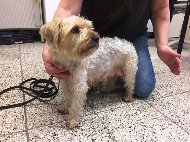 Dringend! Wo sind die Welpen von Hündin Nelly. Infos bitte schnell ans Tierheim Nürnberg. | Foto: Tierheim Nürnberg