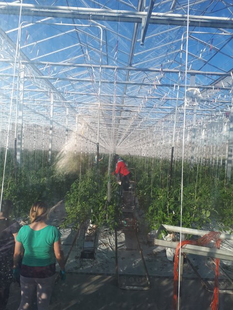 Tomaten im Gewächshaus