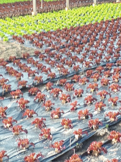 Lollo rosso im Gewächshaus