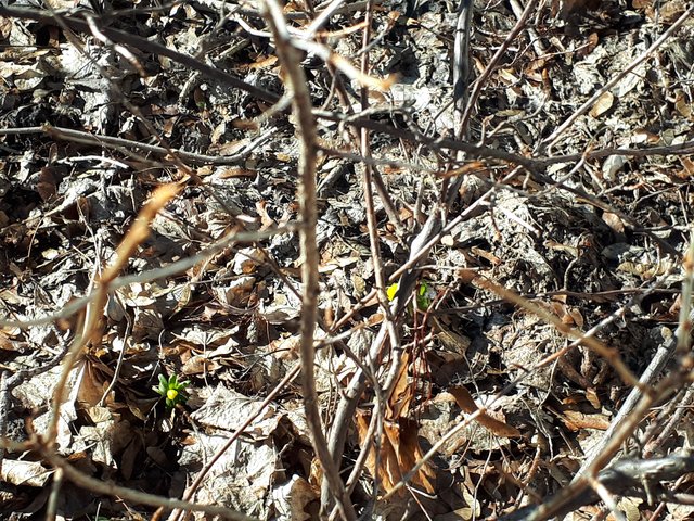 Winterlinge