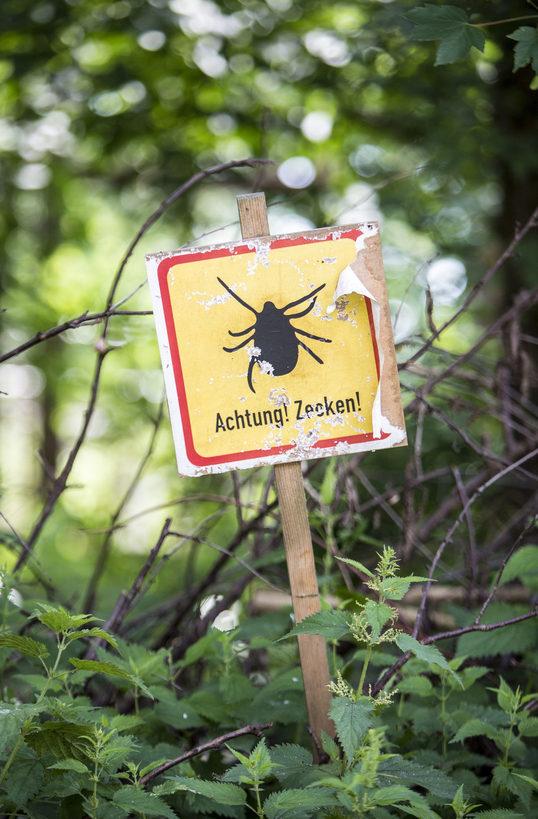 Zecken – sie sitzen auf einem Grashalm, im Laub oder Gebüsch und warten auf ihre Opfer.