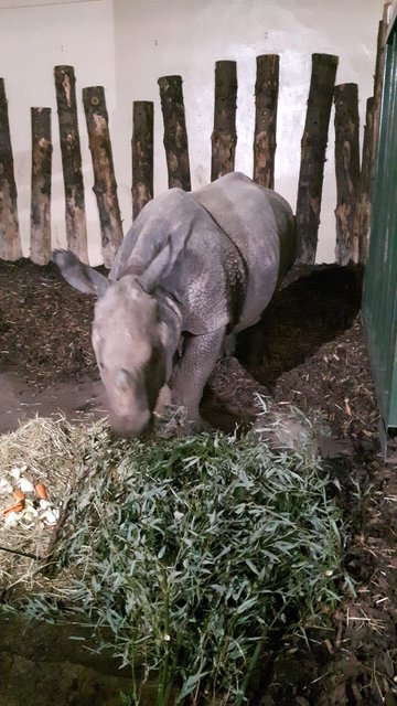 die erste Aufnahme von Sanjay in seinem neuen Stall in Edinburgh.
 | Foto: Oliver Pürkel/Tiergarten Nürnberg
