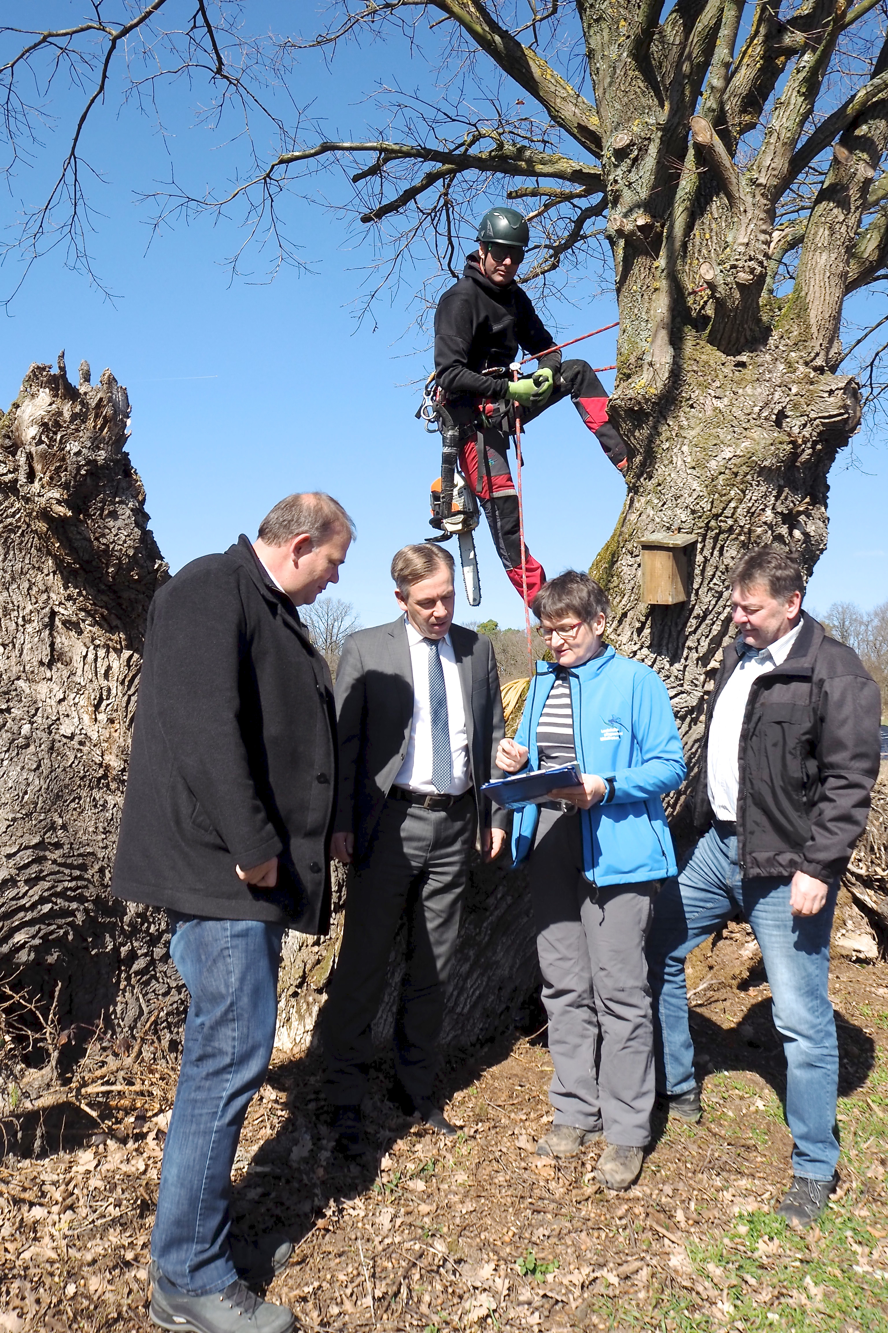 Thomas Fischer, Alexander Tritthart, Karin Klein-Schmidt und Johannes Marabini lassen sich im Rahmen des gemeinsamen Artenschutzprojektes von Baumpfleger Norbert Mehl zeigen, wie der Kronenschnitt funktioniert. Foto: LRA ERH