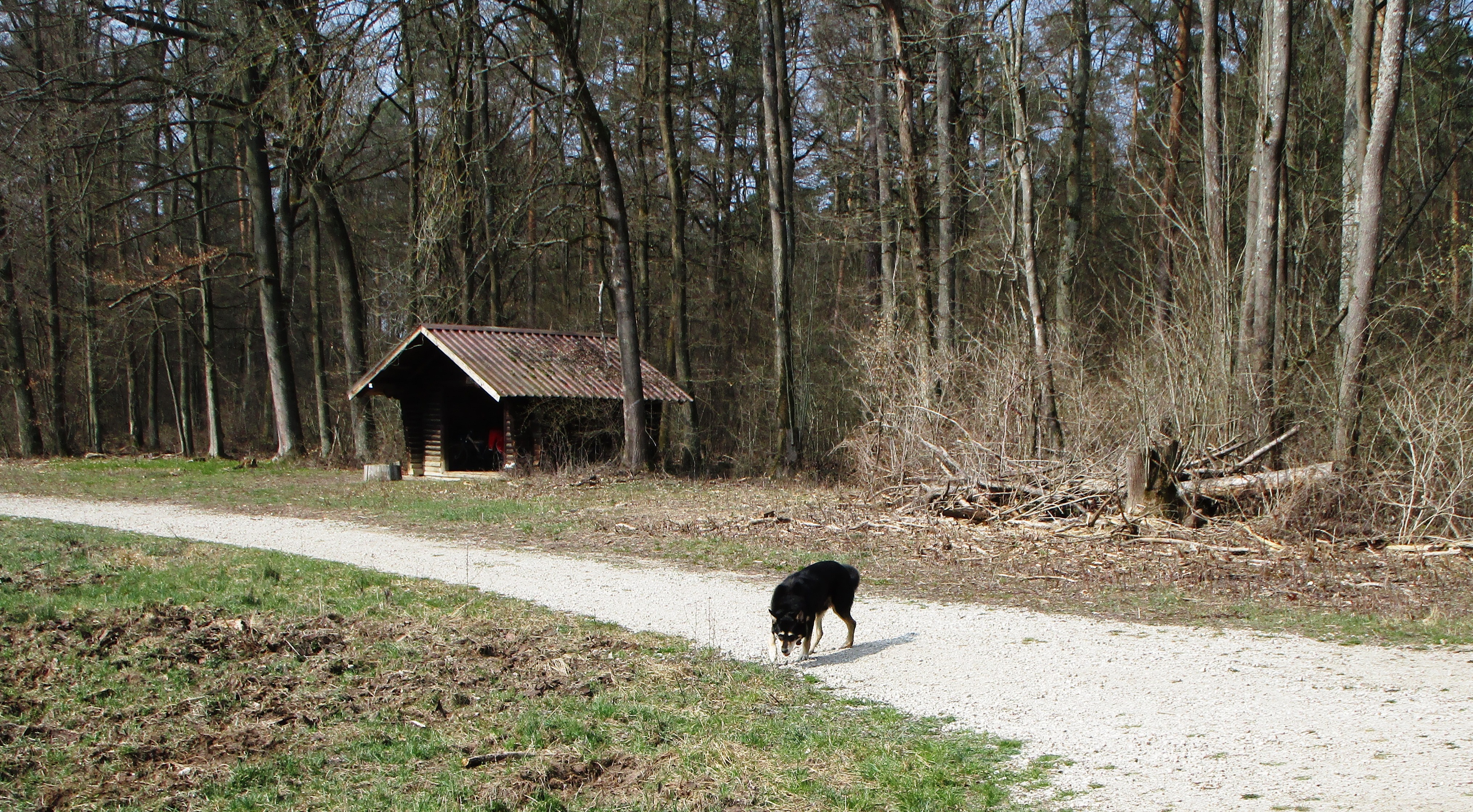 Fast ein Wolf auf den Wolfsfeldener Wiesen :)