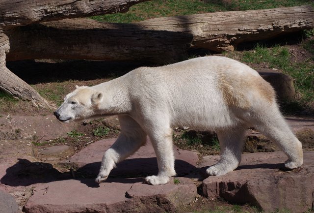 Eisbärin Charlotte im Tiergarten Nürnberg. | Foto: Helmut Mägdefrau / Tiergarten Stadt Nürnberg