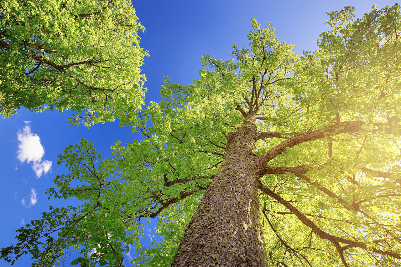 Foto: © candy1812 / Fotolia.com