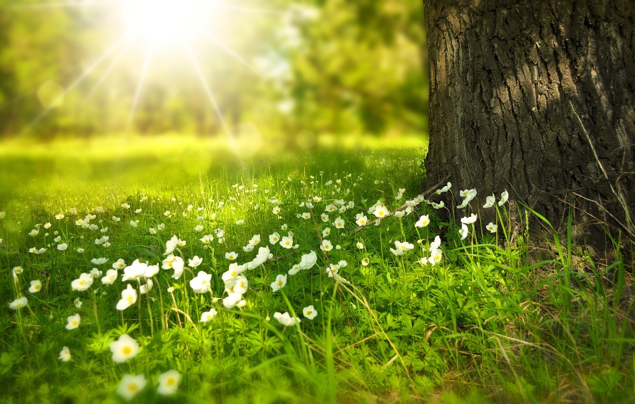 Auch der Sommer in diesem Jahr könnte wieder lang, heiß und trocken werden und sogar die Rekorde aus dem letzten Jahr einstellen.