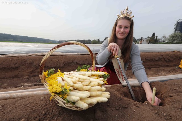 Start in die bayerische Spargelsaison 2019 in Obermichelbach.  | Foto: Udo Dreier
