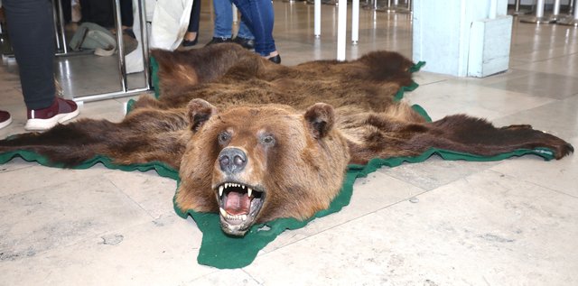 Dieser ehemals stolze Bär sollte als Bettvorleger enden. Der Zoll machte den Schmugglern einen Strich durch die Rechnung.  | Foto: Nicole Fuchsbauer