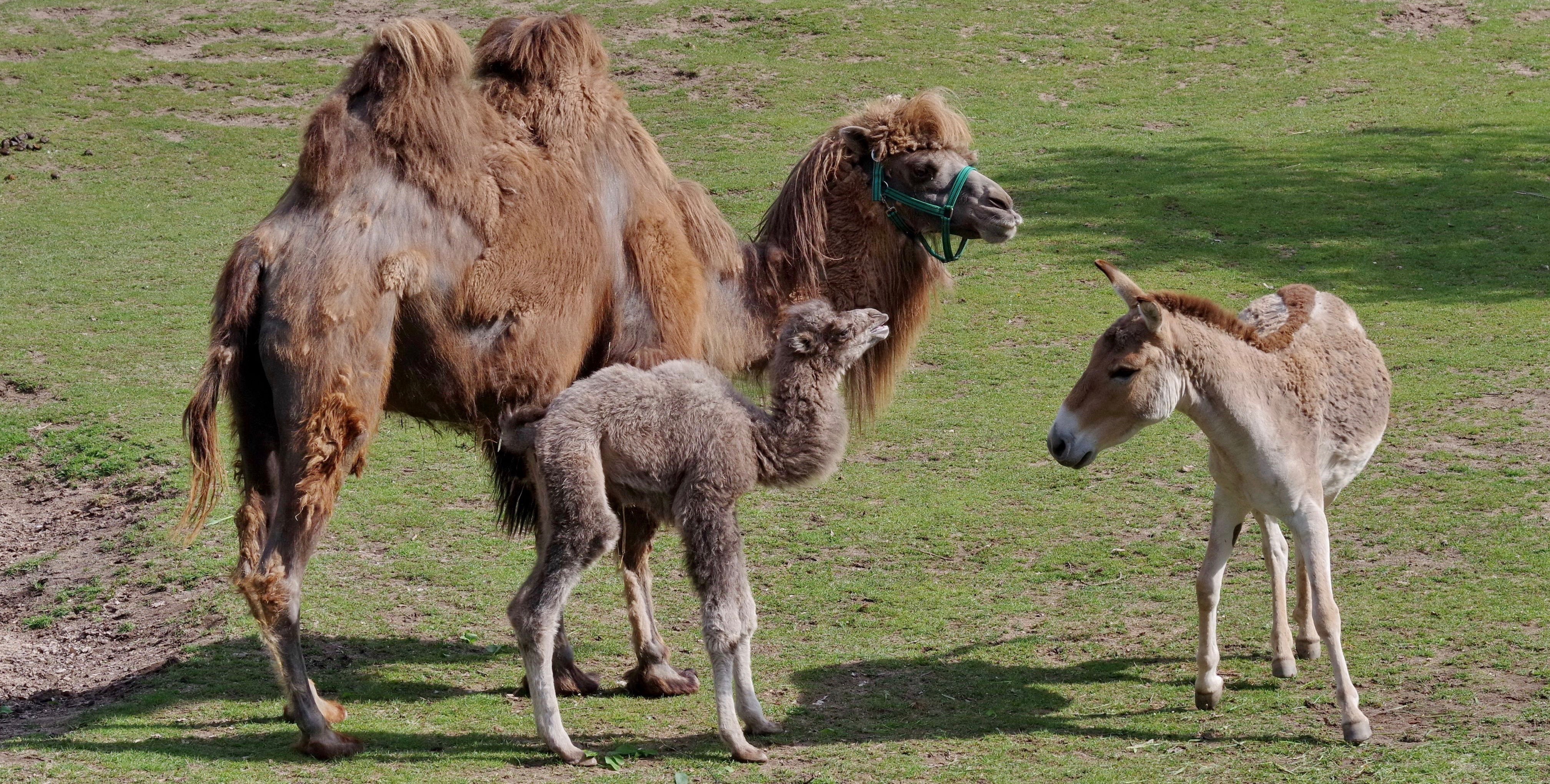 Akiba mit Fohlen Nala, das erste Bekanntschaft mit einem Kulan (Wildesel) macht.