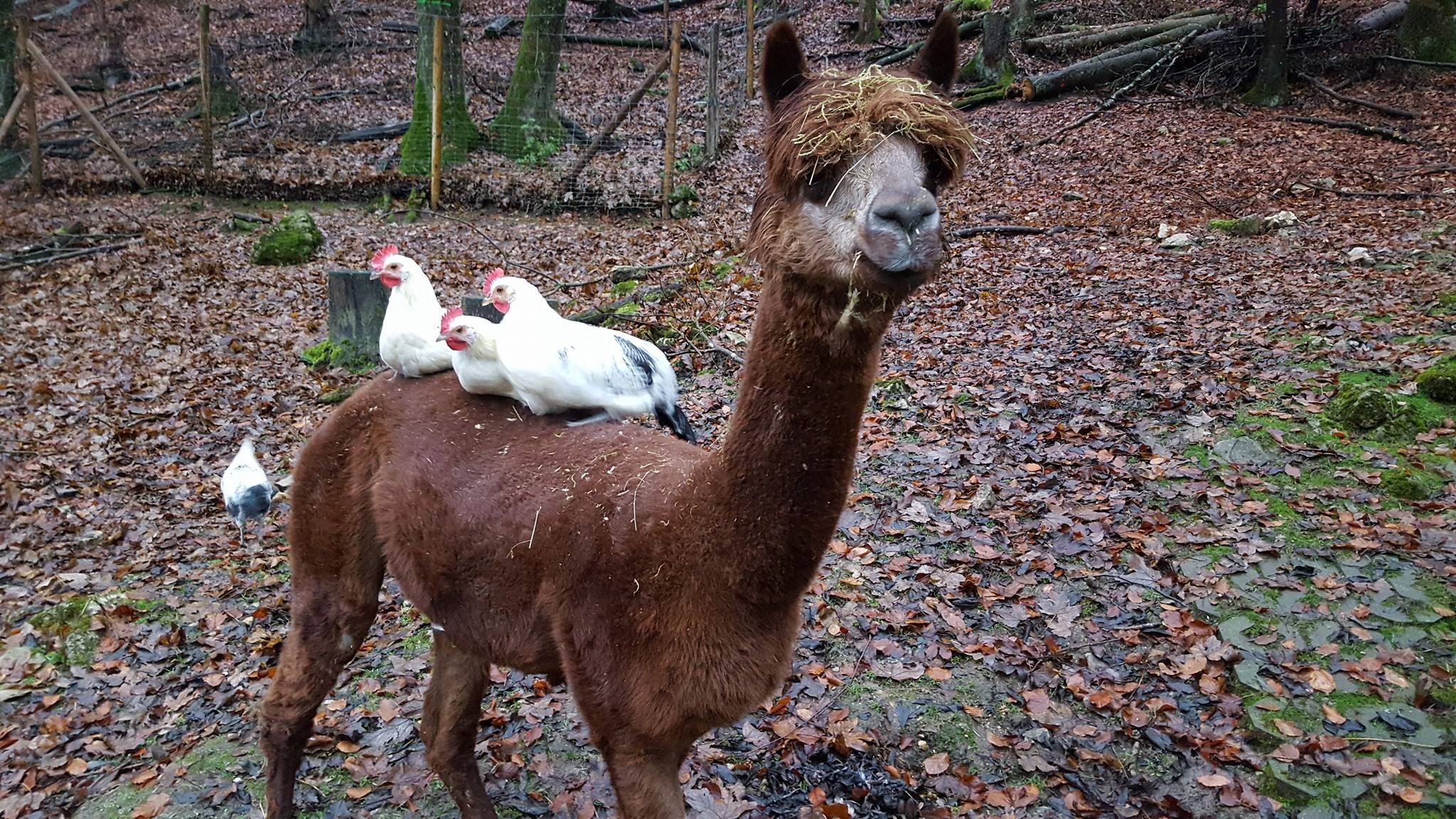 Dieses Alpaka zeigt, wie friedlich es in der Tierwelt zugehen kann.