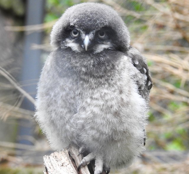 Perfektes Gefieder, einmalige Frisur: Sperbereulen-Jungtier im Nürnberger Tiergarten.  | Foto: Nicole Fuchsbauer