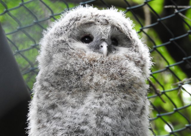 Zum Knutschen! Uralkauz-Jungtier im Nürnberger Tiergarten.  | Foto: Nicole Fuchsbauer
