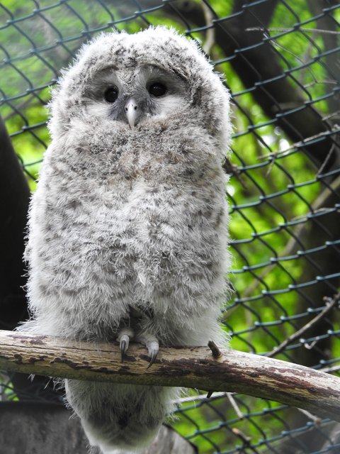 Zum Knutschen! Uralkauz-Jungtier im Nürnberger Tiergarten.  | Foto: Nicole Fuchsbauer