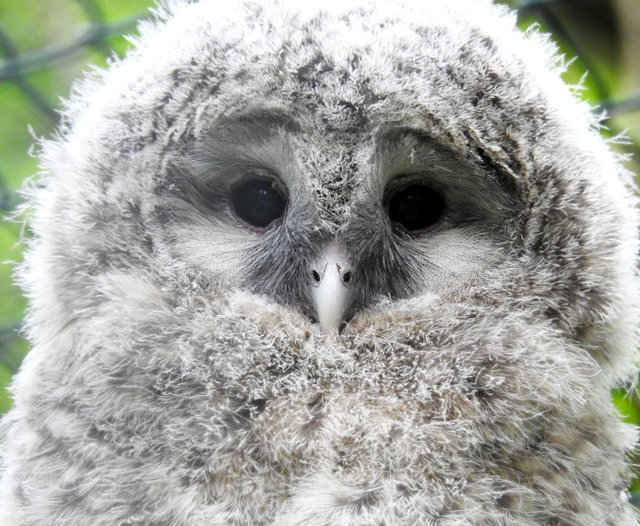 Zum Knutschen! Uralkauz-Jungtier im Nürnberger Tiergarten.  | Foto: Nicole Fuchsbauer