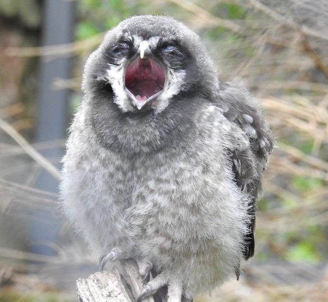 Fotografiert werden? Einfach nur zum Gähnen: Sperbereulen-Jungtier im Tiergarten.  | Foto: Nicole Fuchsbauer