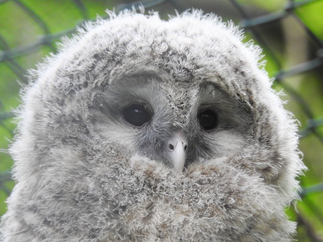 Zum Knutschen! Uralkauz-Jungtier im Nürnberger Tiergarten.  | Foto: Nicole Fuchsbauer