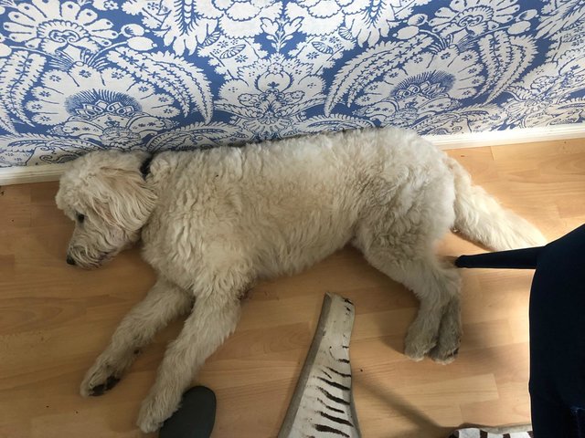 Der arme Lui wurde wahrscheinlich Opfer einer feigen Giftköder-Attacke!  | Foto: Privat