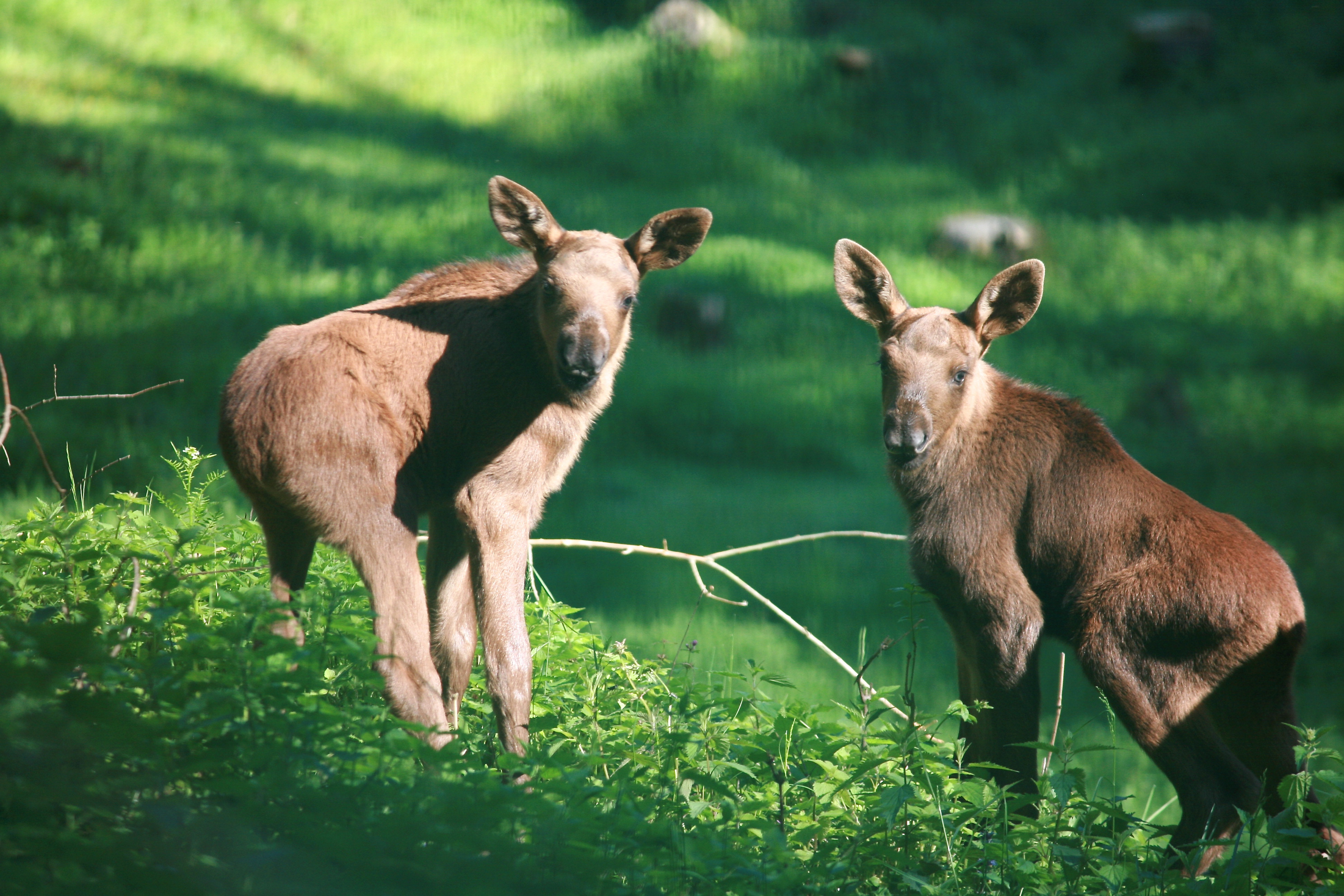 Die Elch-Zwillinge sind ein Herz und eine Seele.
Foto: oH