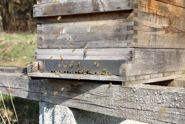 Wie sieht ein Bienenstock wohl von innen aus? Viele Imker geben Einblick in ihre Arbeit - so auch auf dem Erfahrungsfeld der Sinne.