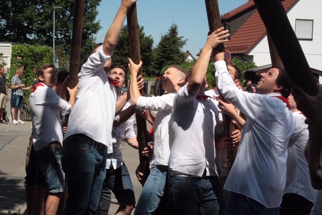 Viel Kraft und gutes Teamwork sind nötig, um den Baum sicher aufzustellen.