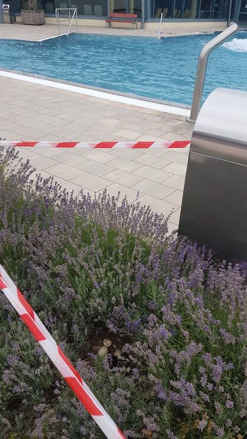 Unbeeindruckt von Badegeschehen der letzten Wochen hat sich eine Entenfamilie mitten in der Beckenlandschaft des Freibadparks ihr Nest gebaut. | Foto: Königsbad Forchheim