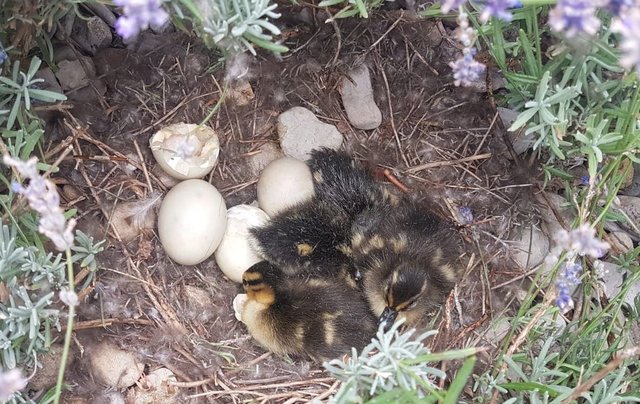 Unbeeindruckt von Badegeschehen der letzten Wochen hat sich eine Entenfamilie mitten in der Beckenlandschaft des Freibadparks ihr Nest gebaut. | Foto: Königsbad Forchheim