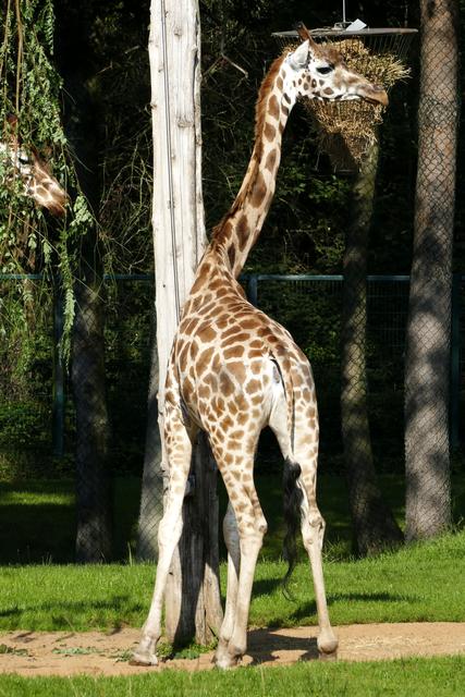 Sie ist die Neue: Giraffe Lifty im Tiergarten Nürnberg.