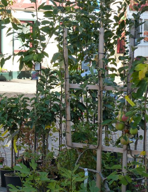 Auch Obstbäume können zur Pflanzzeit im Herbst erworben werden. | Foto: TI EBS/at