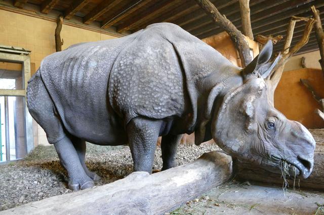 Das männliche Panzernashorn Belur kam am Donnerstag, 17. Oktober 2019, aus dem Tierpark Berlin in den Tiergarten Nürnberg. Das Bild zeigt das Tier in seinem neuen Zuhause im Dickhäuterhaus im Tiergarten.