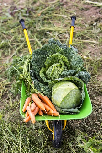 Essen im Herbst und Winter: Regionales Gemüse enthält viel Vitamine und Mineralstoffe.