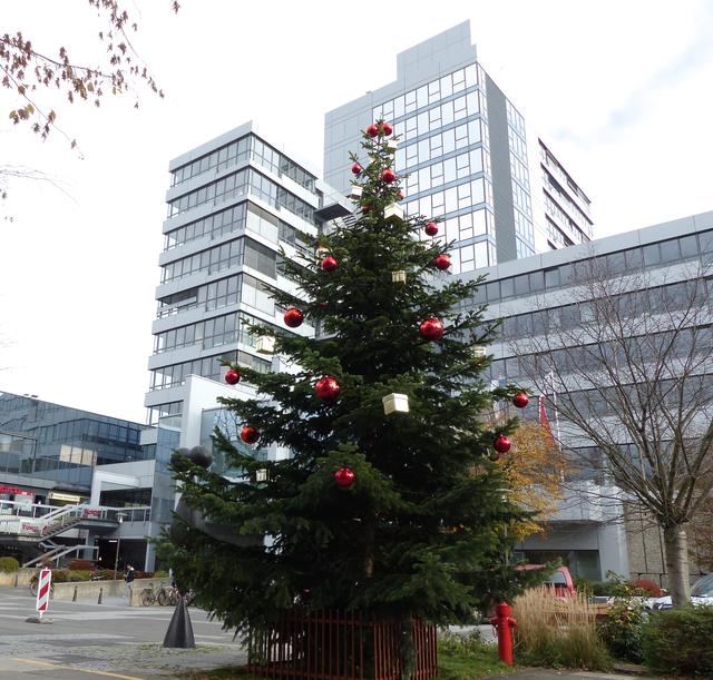 Auch direkt vor dem Erlanger Rathaus steht heuer wieder ein festlich geputzter Baum.
Foto: © Uwe Müller