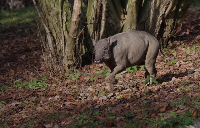 Neu im Tiergarten Nürnberg: Hirscheber oder indonesisch Babirusas. Der Name setzt sich zusammen aus Babi für Schwein und Rusa für Hirsch.