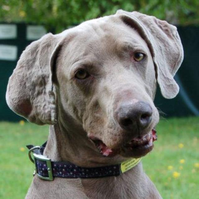 Rosco ist ein intelligenter und verträglicher Hund. | Foto: Tierhilfe Franken