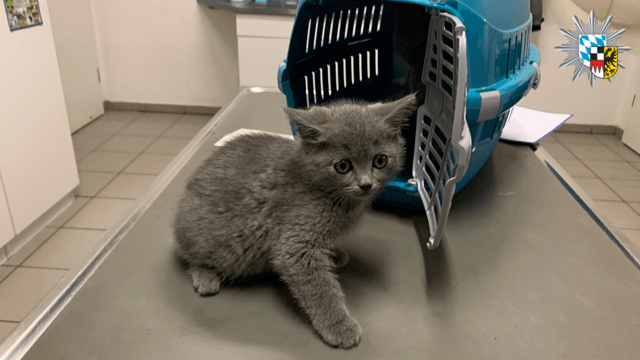 Durch aufmerksame Polizisten konnten die Katzenkinder hoffentlich vor einem ungewissen Schicksal bewahrt werden.