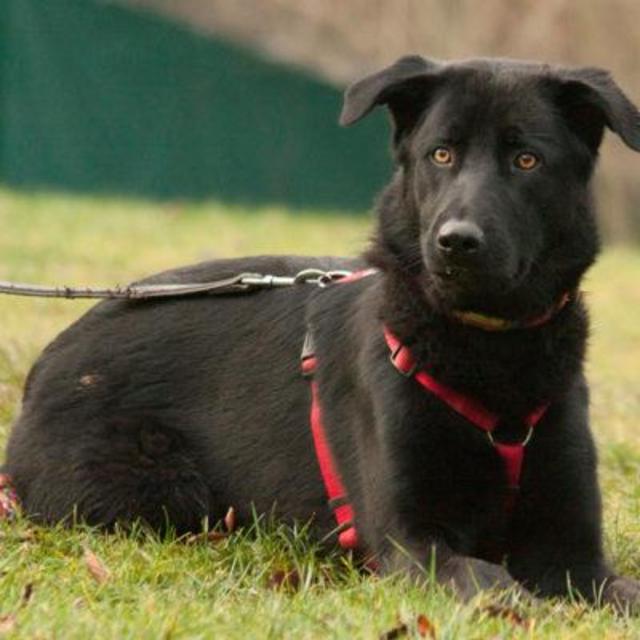 Sammy-Junior sucht ein neues Zuhause. | Foto: Tierhilfe Franken