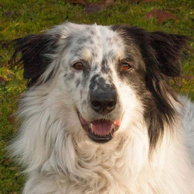 Louisi sucht ein neues Zuhause. | Foto: Tierhilfe Franken
