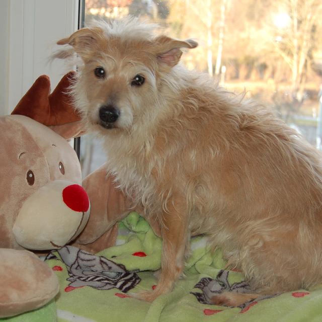Ticco sucht ein neues Zuhause. | Foto: Tierhilfe Franken