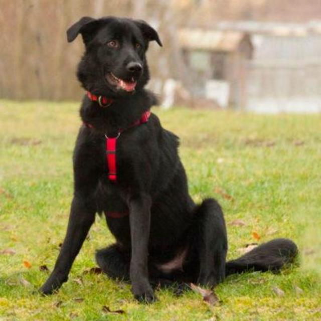 Sammy-Junior sucht ein neues Zuhause. | Foto: Tierhilfe Franken