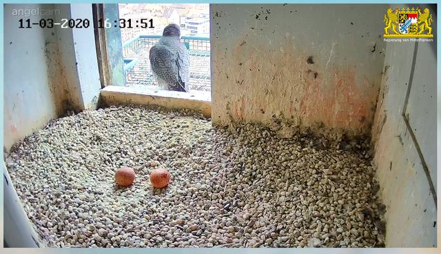 Gut gemacht! - Das zweite Ei (links im Bild) ist am 11. März dazugekommen. | Foto: Regierung von Mittelfranken